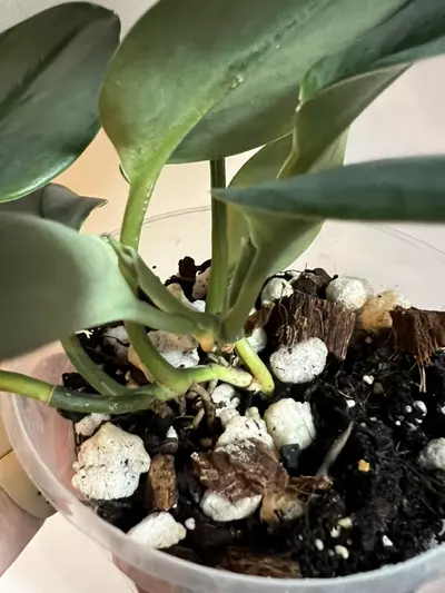 plant/Moonlight Scindapsus (Scindapsus treubii 'Moonlight')-5-thumbnail