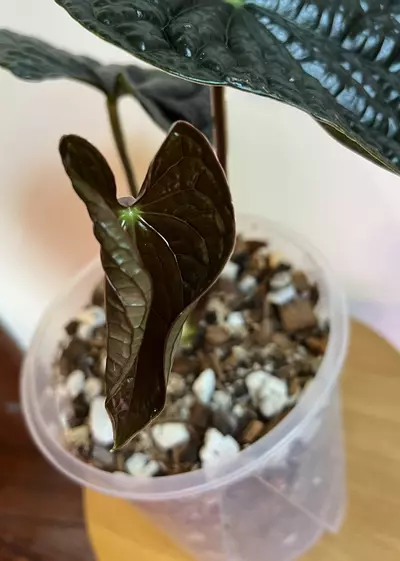 plant/Anthurium Luxurians-3-thumbnail