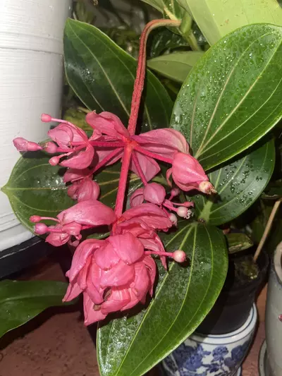 plant/Medinilla Magnífica Royal Glow-0-thumbnail