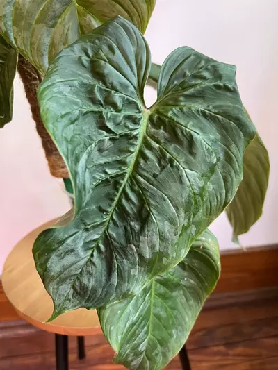 plant/Philodendron Majestic (Sodiori x Verrucosm)-3-thumbnail