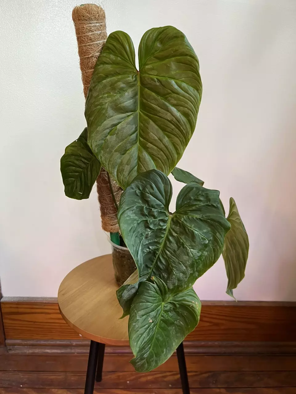 plant/Philodendron Majestic (Sodiori x Verrucosm)-0