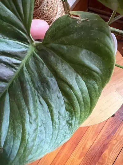 plant/Philodendron Majestic (Sodiori x Verrucosm)-7-thumbnail