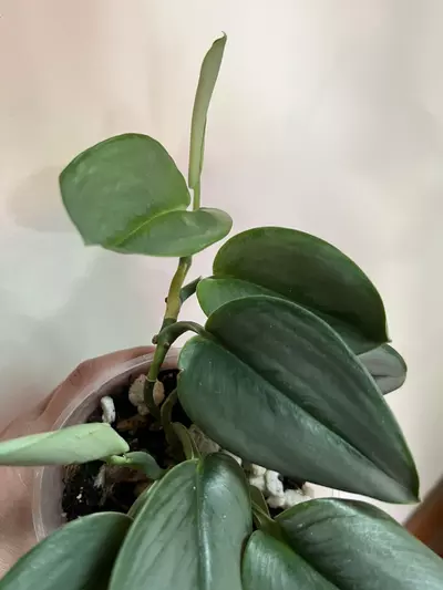 plant/Moonlight Scindapsus (Scindapsus treubii 'Moonlight')-2-thumbnail