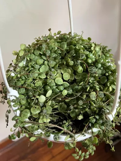 plant/String of Turtles Hanging Plant (Peperomia prostrate)-1-thumbnail