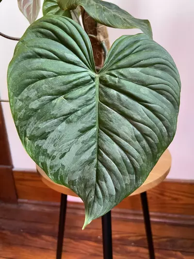 plant/Philodendron Majestic (Sodiori x Verrucosm)-4-thumbnail