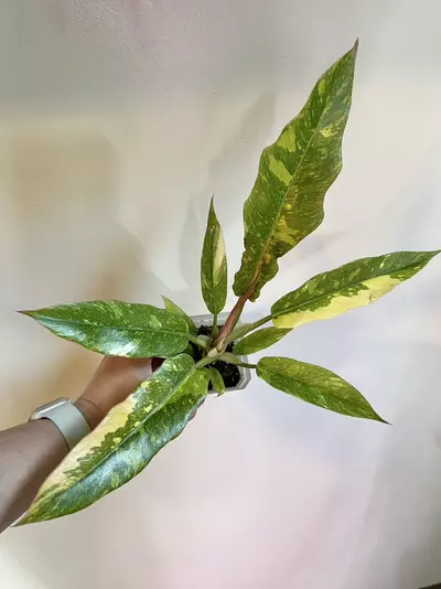 plant/Philodendron Ring of Fire-0-thumbnail