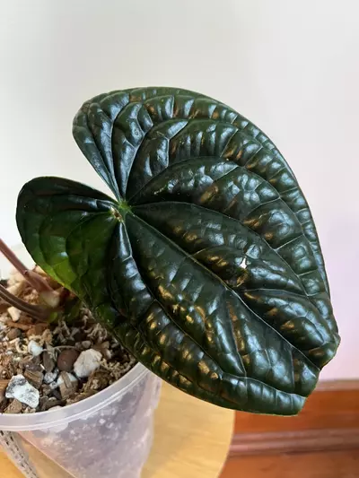 plant/Anthurium Luxurians-4-thumbnail