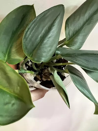 plant/Moonlight Scindapsus (Scindapsus treubii 'Moonlight')-3-thumbnail