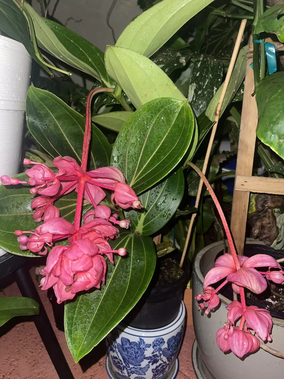 plant/Medinilla Magnífica Royal Glow-1