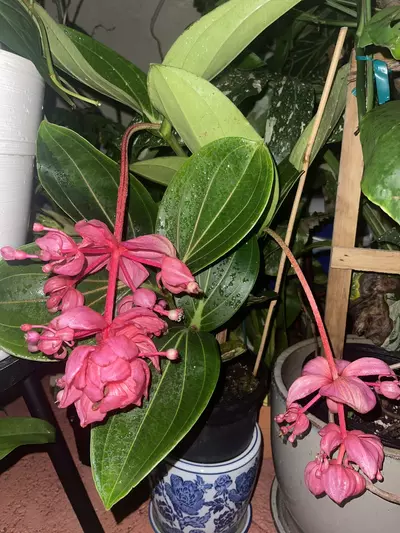 plant/Medinilla Magnífica Royal Glow-1-thumbnail