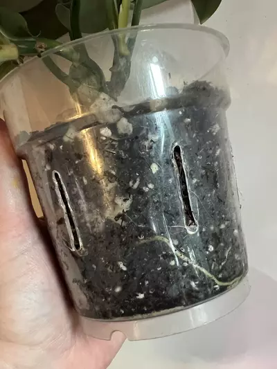 plant/Moonlight Scindapsus (Scindapsus treubii 'Moonlight')-6-thumbnail