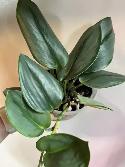 plant/Moonlight Scindapsus (Scindapsus treubii 'Moonlight')-4-thumbnail