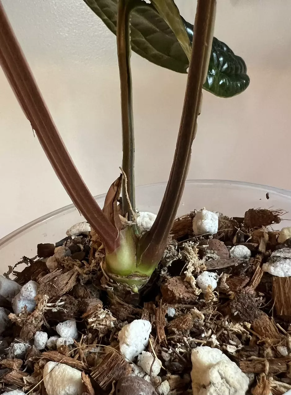 plant/Anthurium Luxurians-6