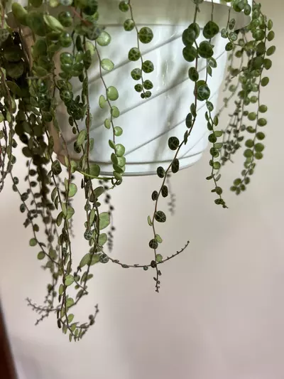 plant/String of Turtles Hanging Plant (Peperomia prostrate)-4-thumbnail
