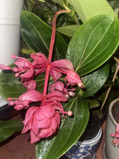 plant/Medinilla Magnífica Royal Glow-2-thumbnail