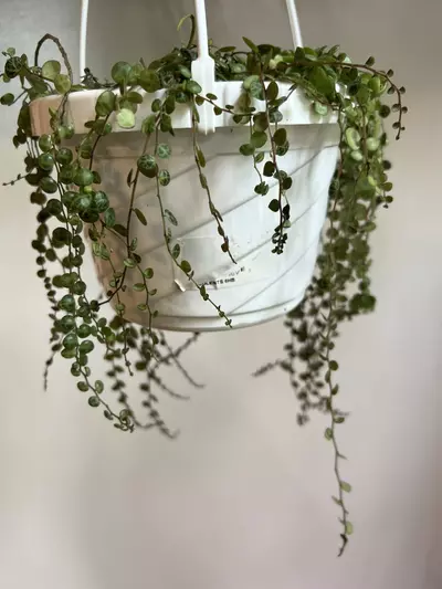 plant/String of Turtles Hanging Plant (Peperomia prostrate)-5-thumbnail