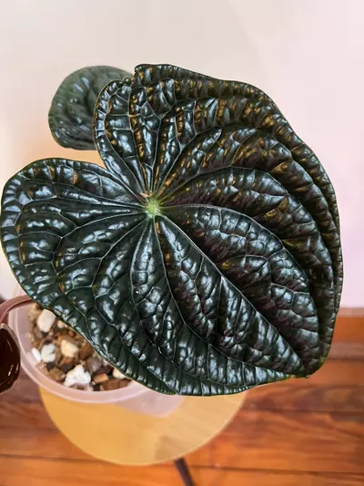 plant/Anthurium Luxurians-2-thumbnail