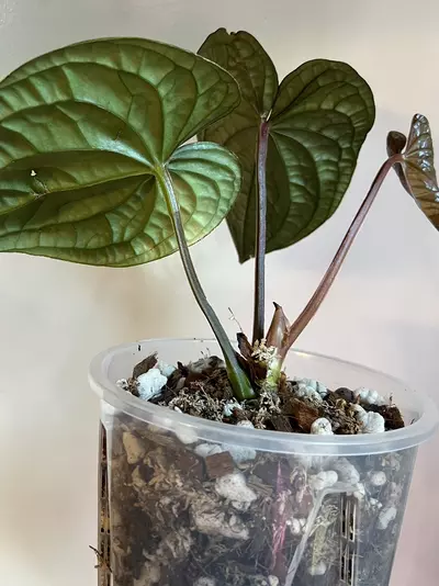 plant/Anthurium Luxurians-5-thumbnail