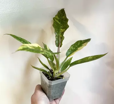 plant/Philodendron Ring of Fire-6-thumbnail