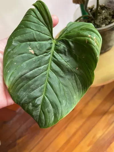 plant/Philodendron Majestic (Sodiori x Verrucosm)-5-thumbnail