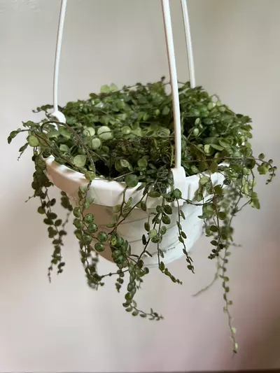 plant/String of Turtles Hanging Plant (Peperomia prostrate)-0-thumbnail