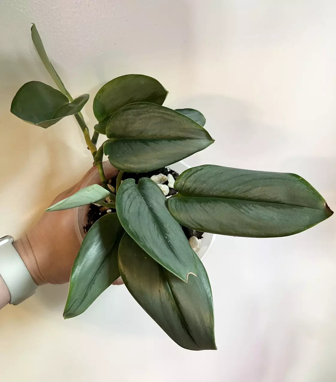 plant/Moonlight Scindapsus (Scindapsus treubii 'Moonlight')-0