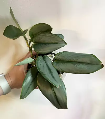 plant/Moonlight Scindapsus (Scindapsus treubii 'Moonlight')-0-thumbnail