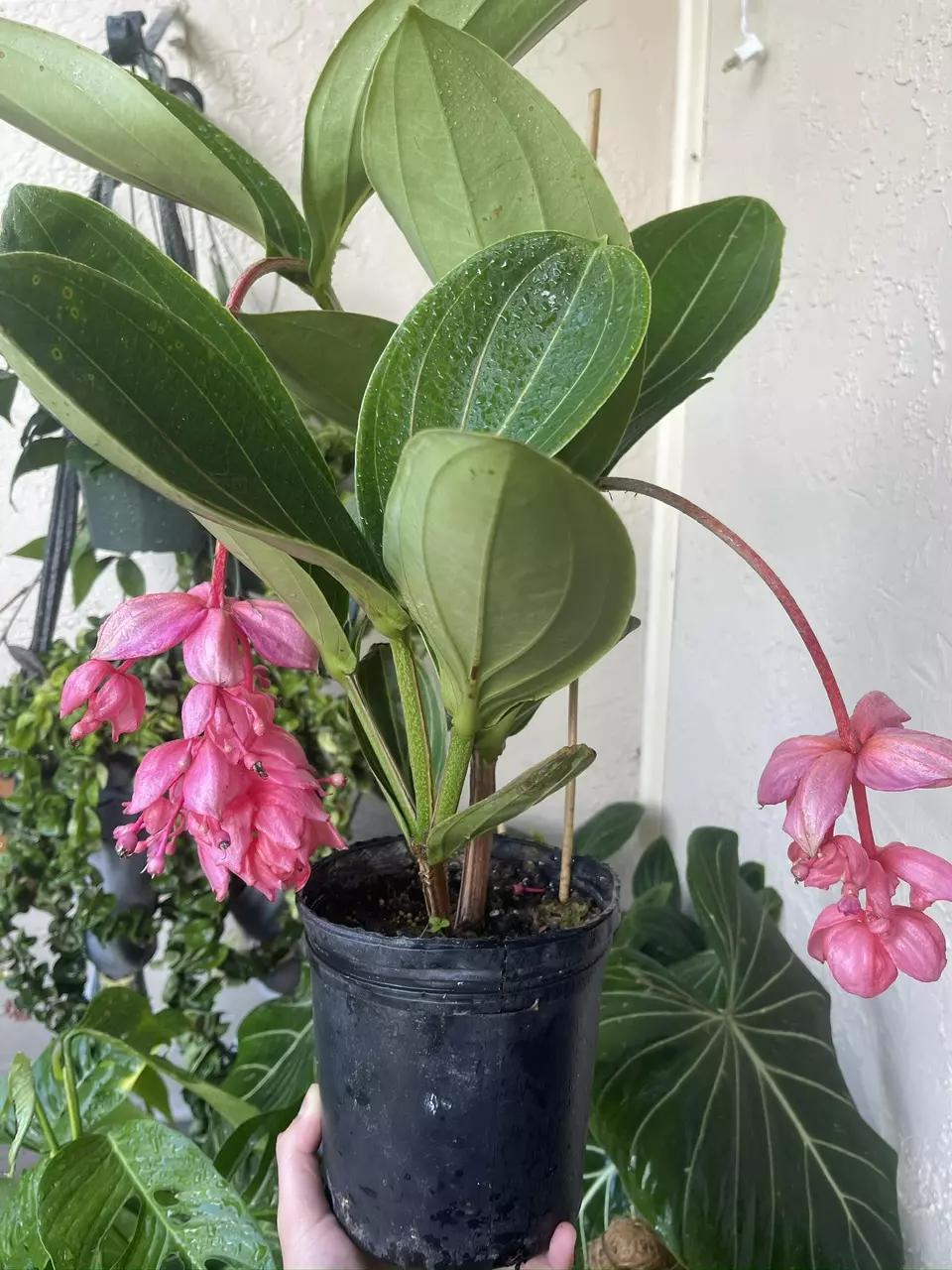 plant/Medinilla Magnífica Royal Glow-3