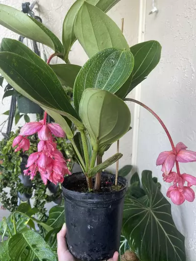 plant/Medinilla Magnífica Royal Glow-3-thumbnail