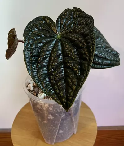 plant/Anthurium Luxurians-1-thumbnail