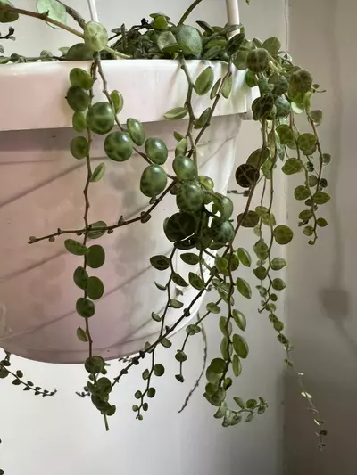 plant/String of Turtles Hanging Plant (Peperomia prostrate)-2-thumbnail