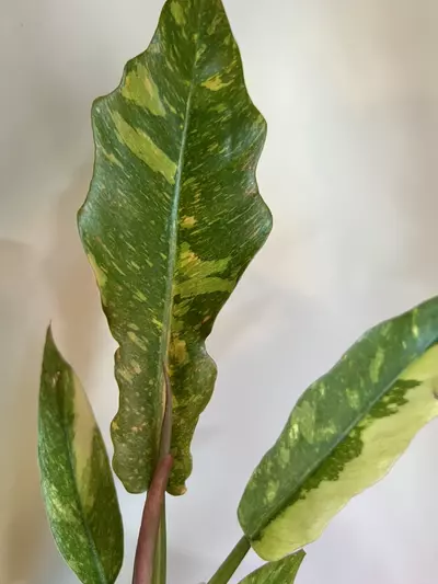 plant/Philodendron Ring of Fire-1-thumbnail