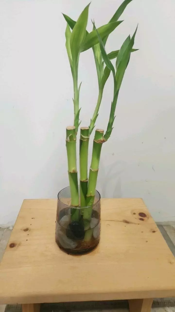 plant/Bamboo trees 8"-1