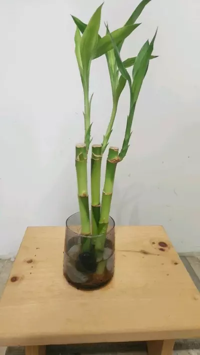 plant/Bamboo trees 8"-1-thumbnail