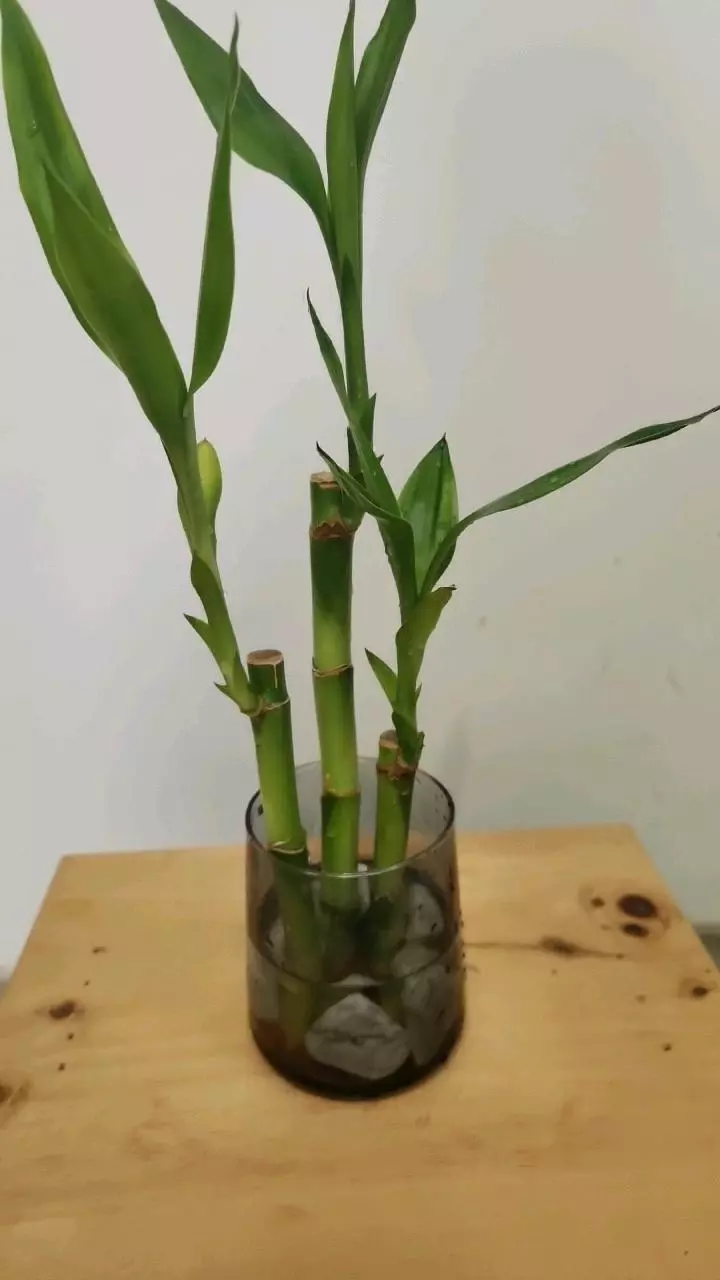 plant/Bamboo trees ×3-1