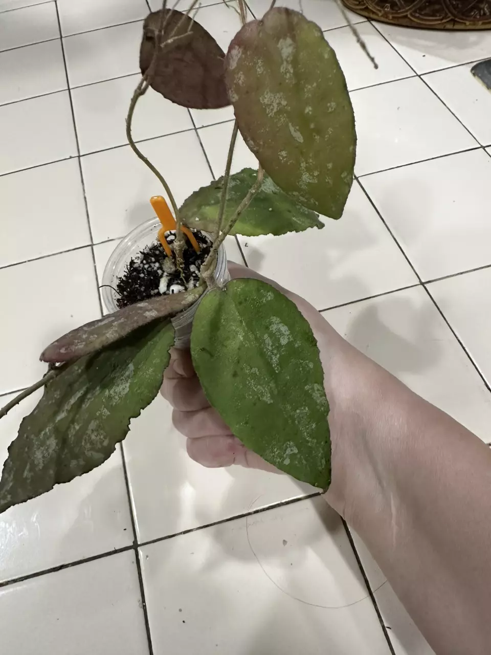 plant/Hoya Caudata ‘Big Green Leaf’ 3 splashy cuttings in one!-1