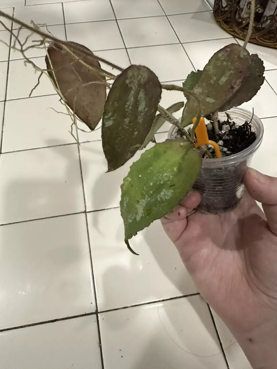 plant/Hoya Caudata ‘Big Green Leaf’ 3 splashy cuttings in one!-0