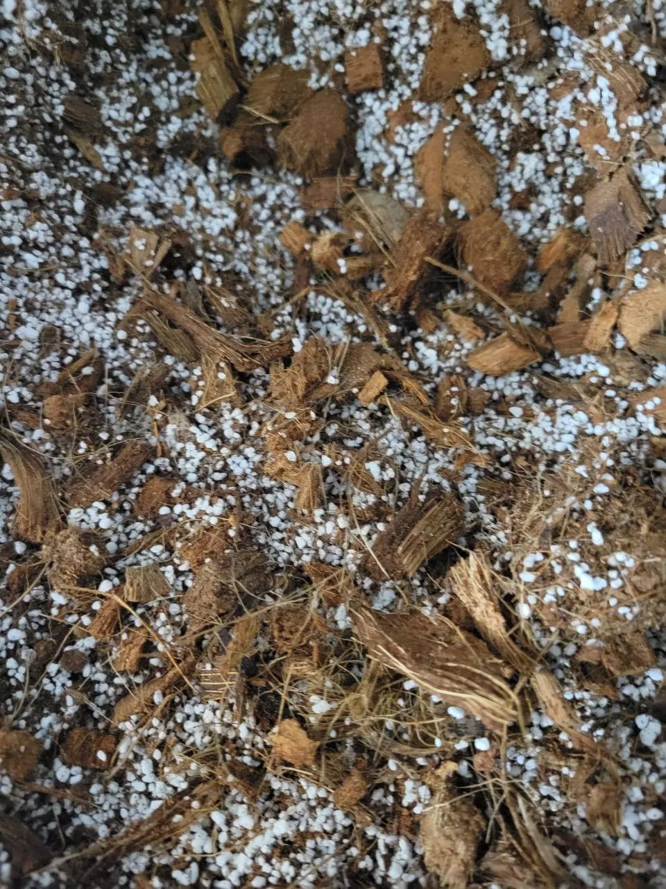 plant/Orange Lake Nursery Aroid Mix-1