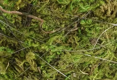 plant/Kokedama 4 Inch-3-thumbnail