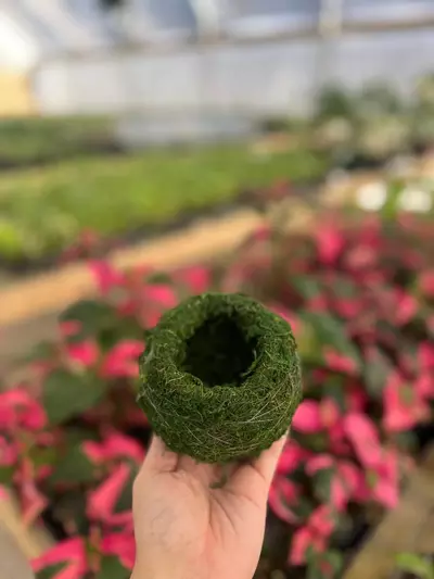 plant/Kokedama 4 Inch-4-thumbnail