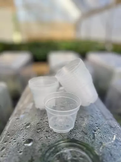 plant/2 Inch Clear Pots- 10 Pots-0-thumbnail