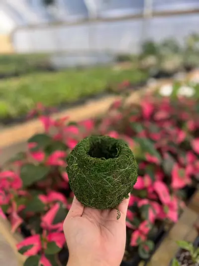 plant/Kokedama 4 Inch-0-thumbnail