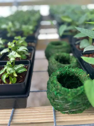 plant/Kokedama 4 Inch-1-thumbnail