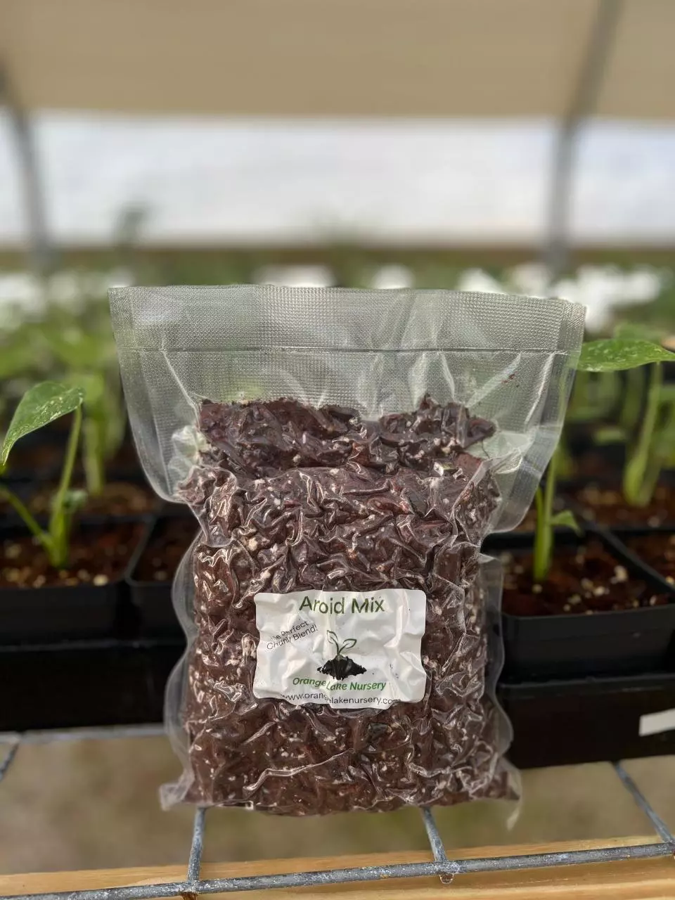 plant/Orange Lake Nursery Aroid Mix-0