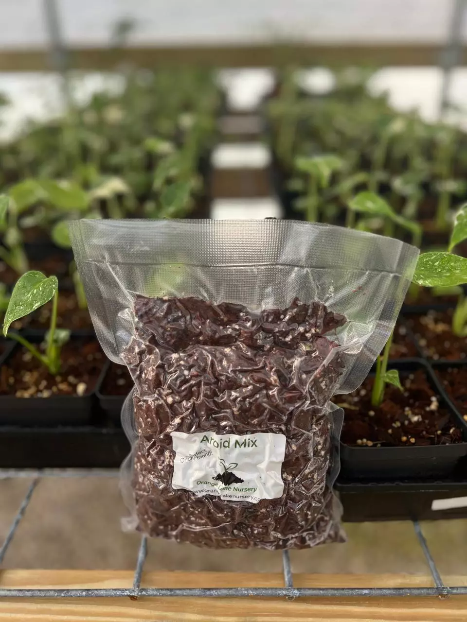 plant/Orange Lake Nursery Aroid Mix-3