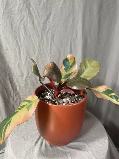 plant/Variegated Black Cardinal Philodendron-0-thumbnail