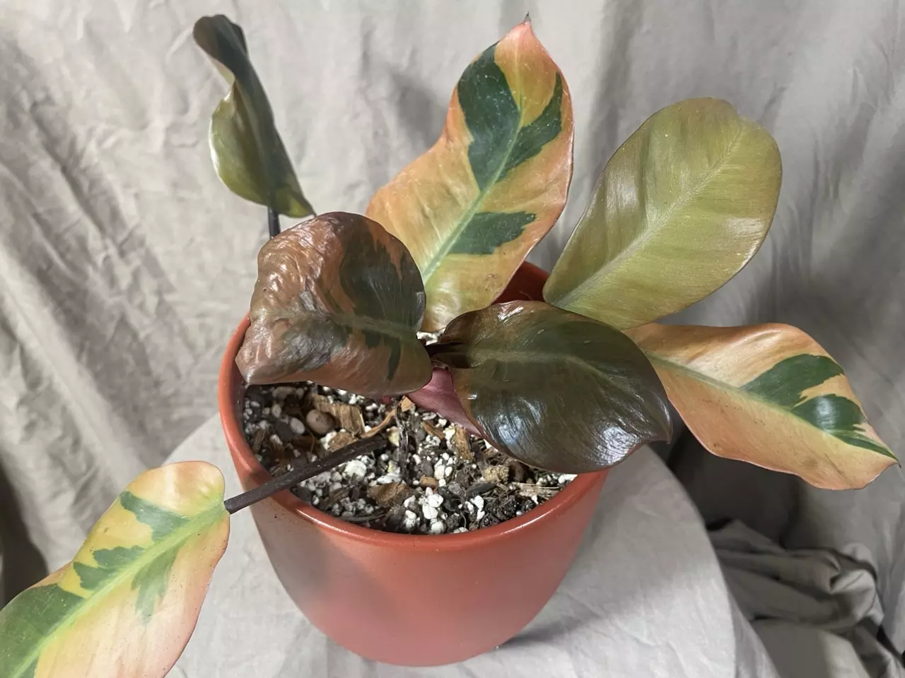 plant/Variegated Black Cardinal Philodendron-1