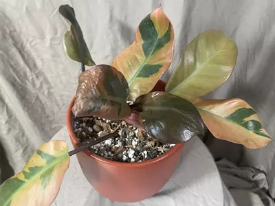 plant/Variegated Black Cardinal Philodendron-1-thumbnail