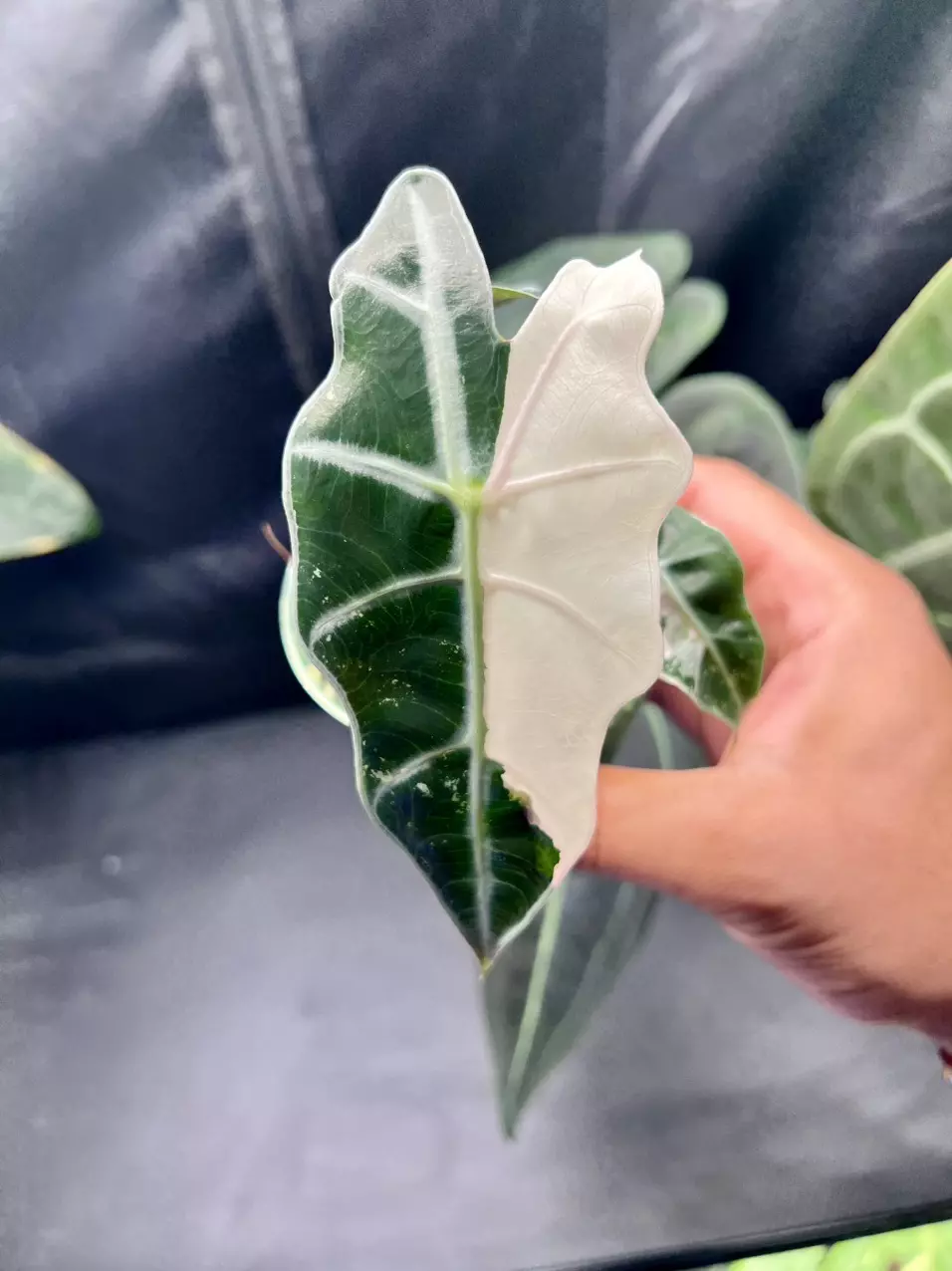 plant/Variegated Alocasia Amazonica Polly (Pink)-0