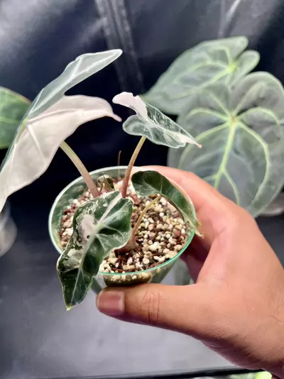 plant/Variegated Alocasia Amazonica Polly (Pink)-2-thumbnail